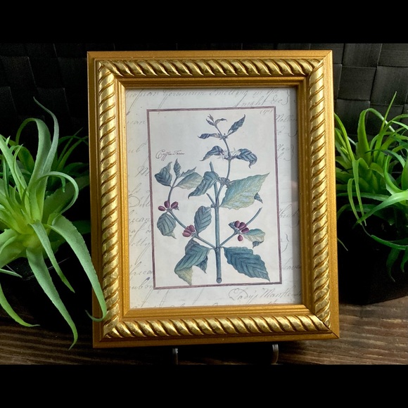 Vintage Custom Framed Botanical Illustration Print Coffee Tree - Picture 7 of 11